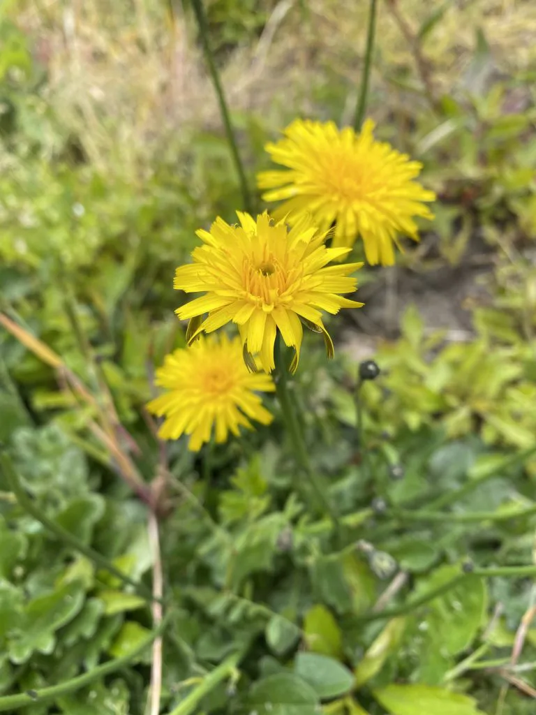 シュバイツアーと遅咲きの花 まえだ循環器内科